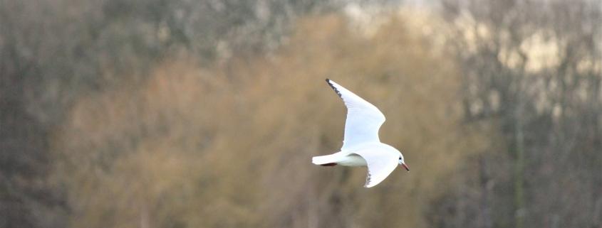 a white bird flying over a lush green forest