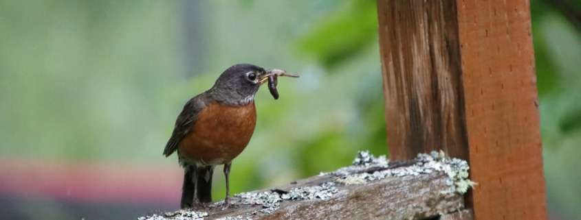 a small bird with a piece of food in its mouth