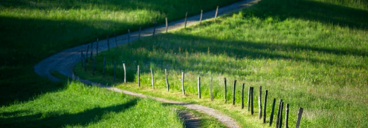 A peaceful winding path through lush green fields under morning light, perfect for travel inspiration.