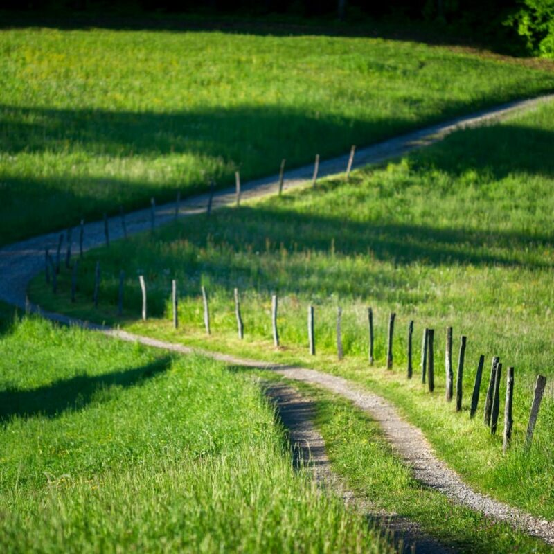 A peaceful winding path through lush green fields under morning light, perfect for travel inspiration.
