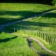 A peaceful winding path through lush green fields under morning light, perfect for travel inspiration.